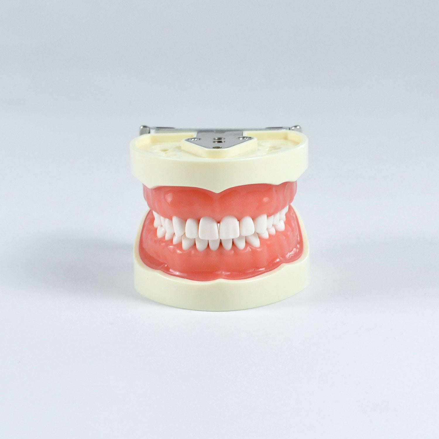Dental Standard Teeth Model, 32 Teeth Standard Preparation Model