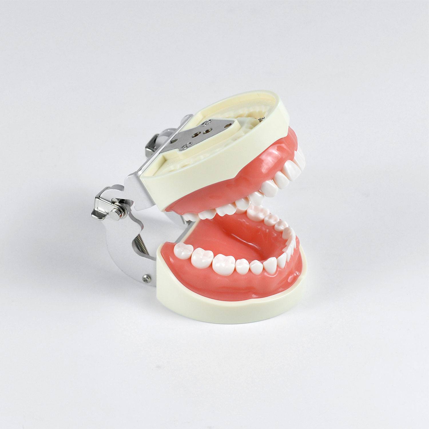 Dental Standard Teeth Model, 32 Teeth Standard Preparation Model