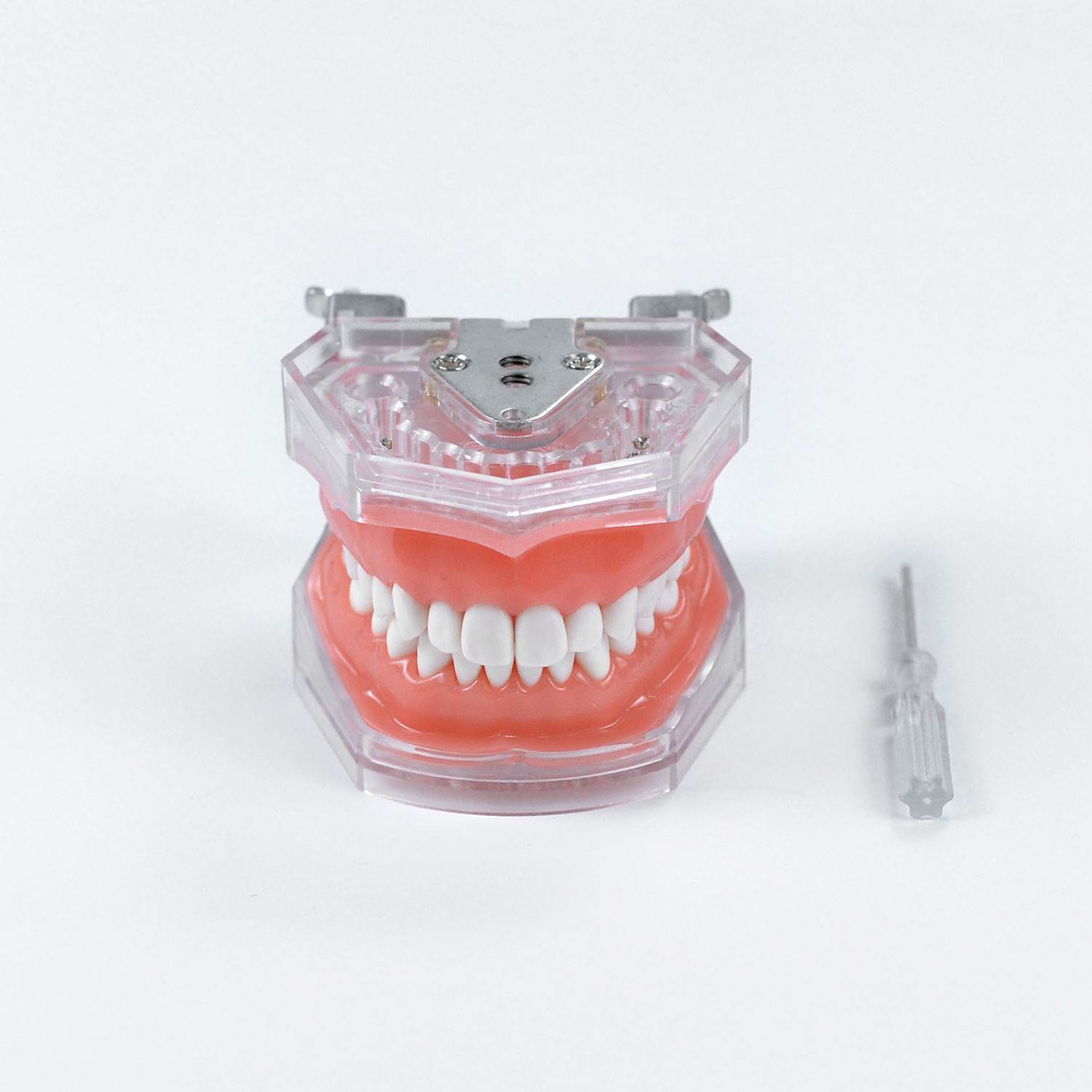 Modèle dentaire de dents, modèle dentaire de préparation Standard Transparent de 28 dents avec tournevis