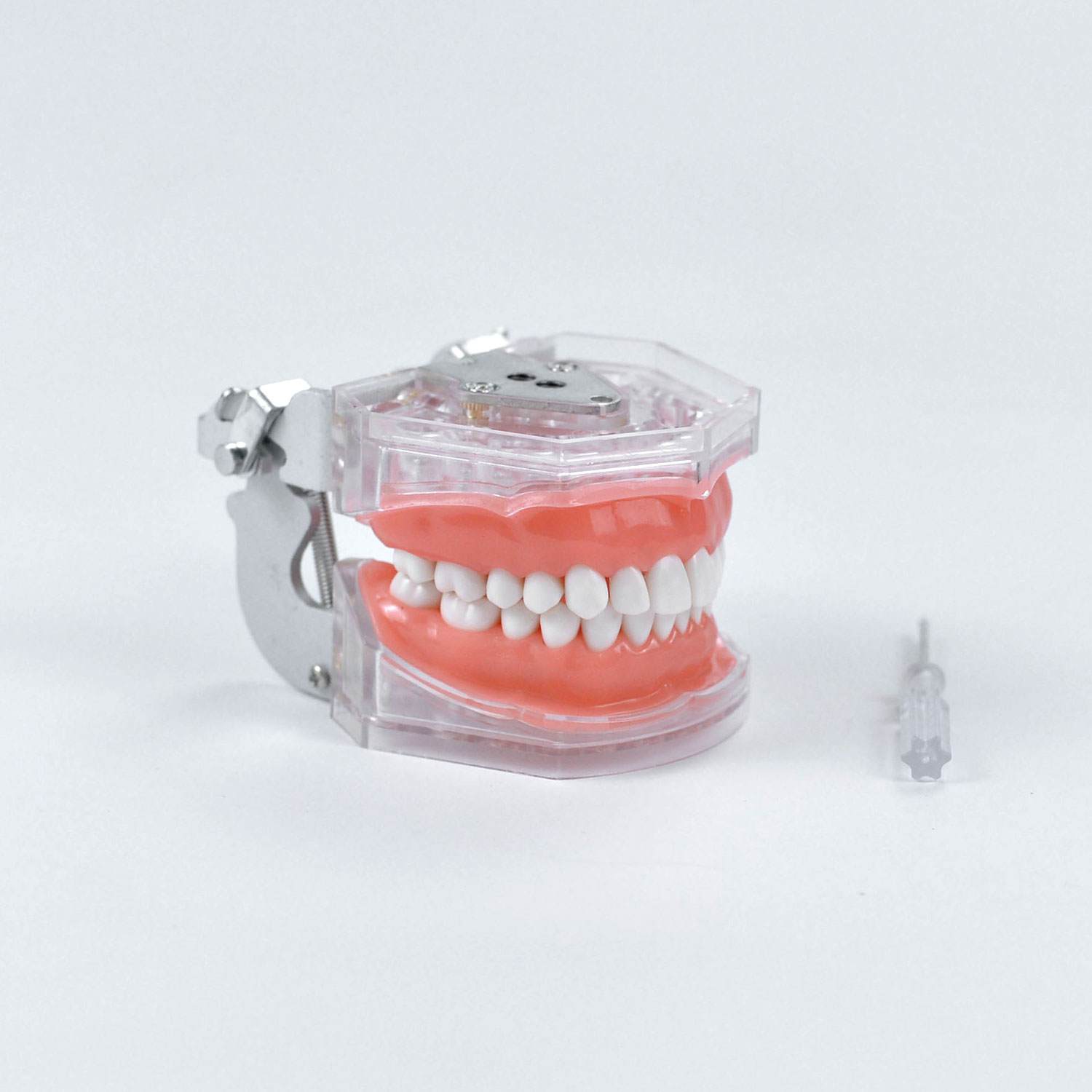 Modèle dentaire de dents, modèle dentaire de préparation Standard Transparent de 28 dents avec tournevis