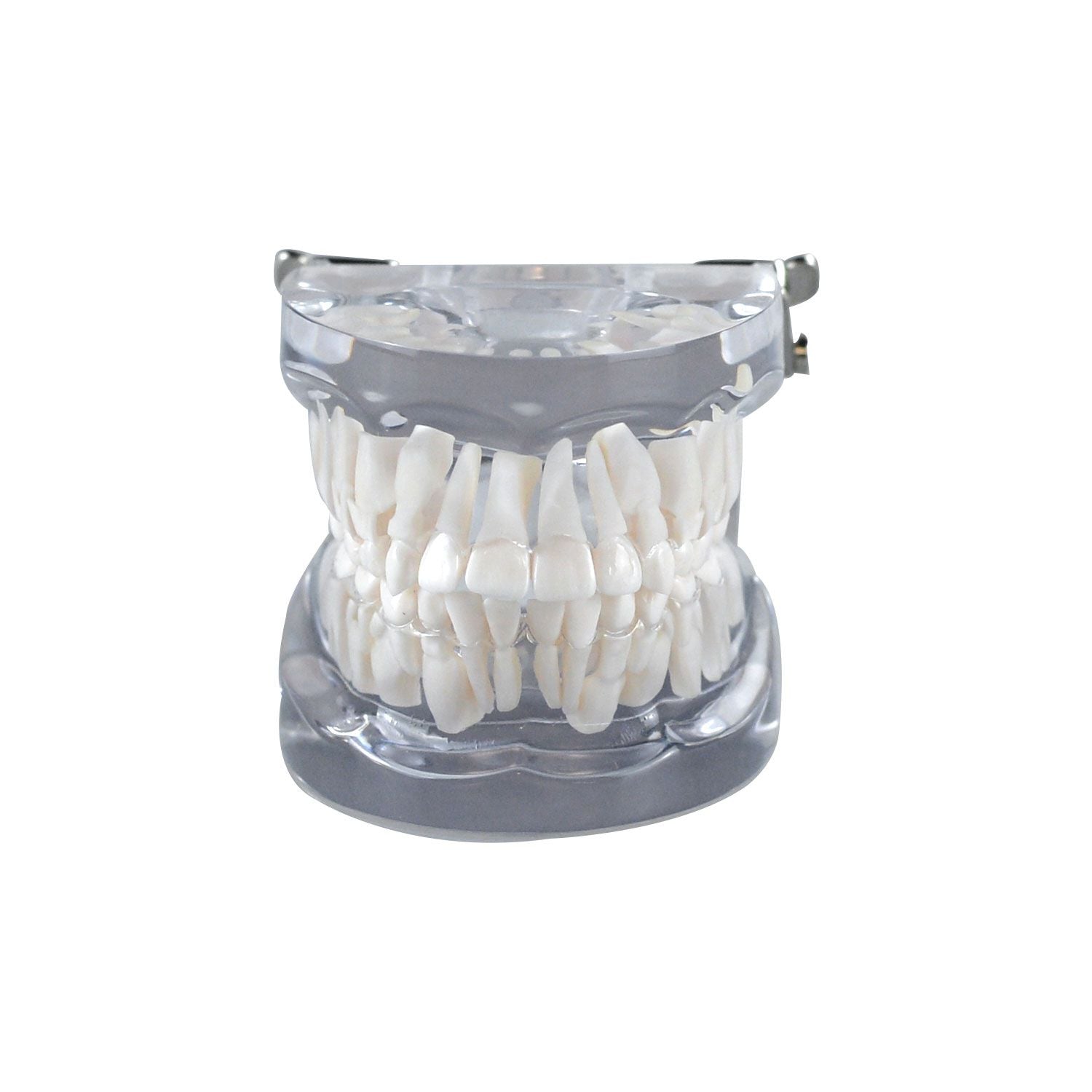 Teeth Model For Dental Students, Mixed Teeth Model For Children's Teeth