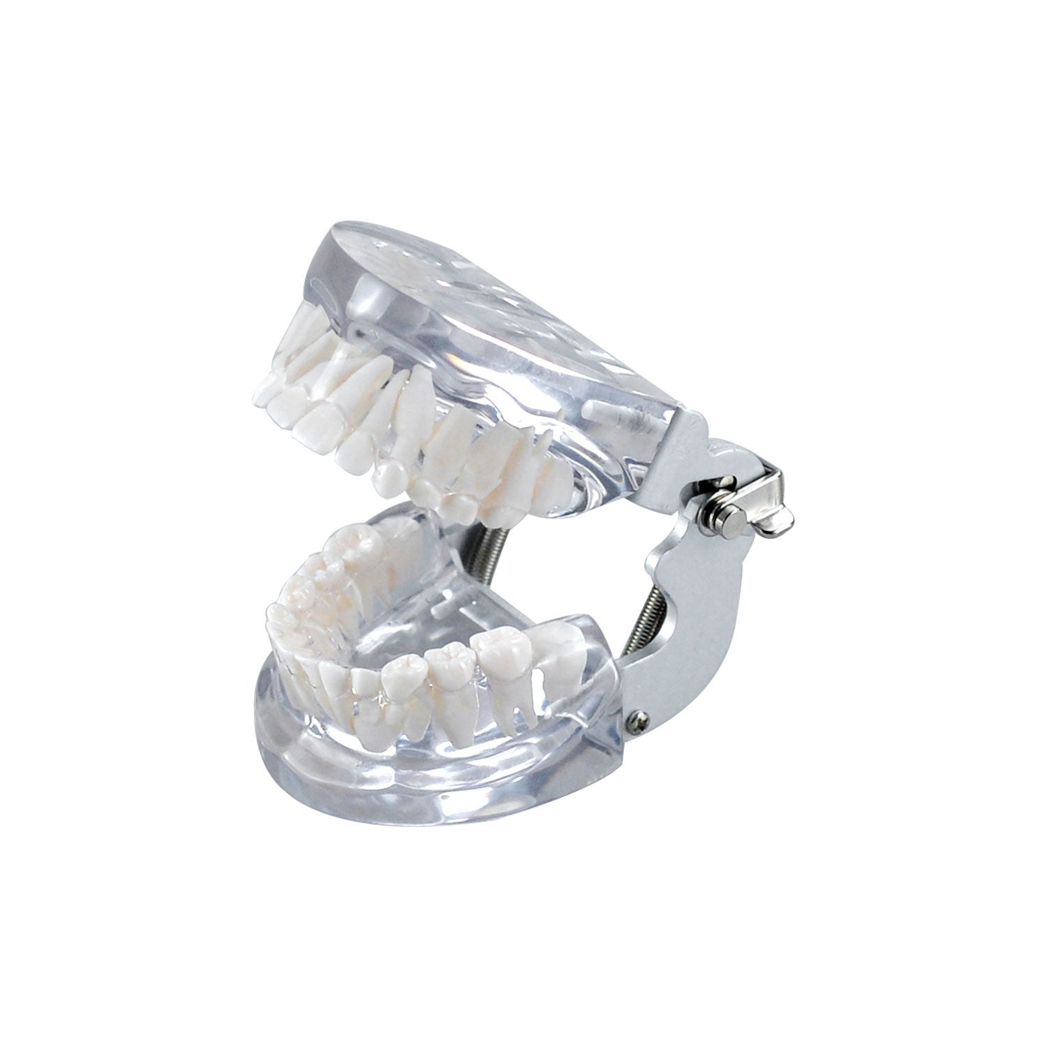 Teeth Model For Dental Students, Mixed Teeth Model For Children's Teeth