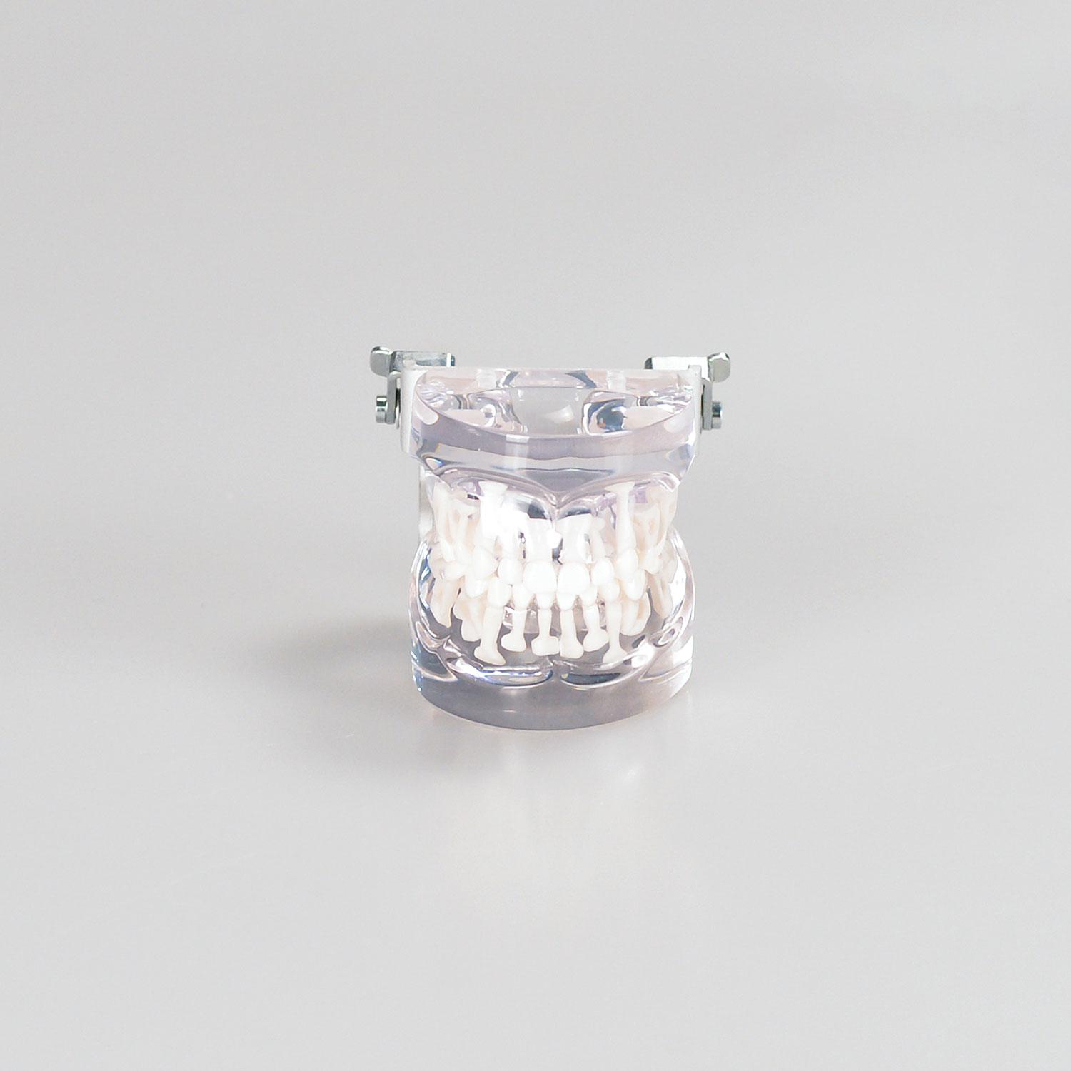 Tooth Model For Kids, Alternation Model Of Deciduous And Permanent Teeth