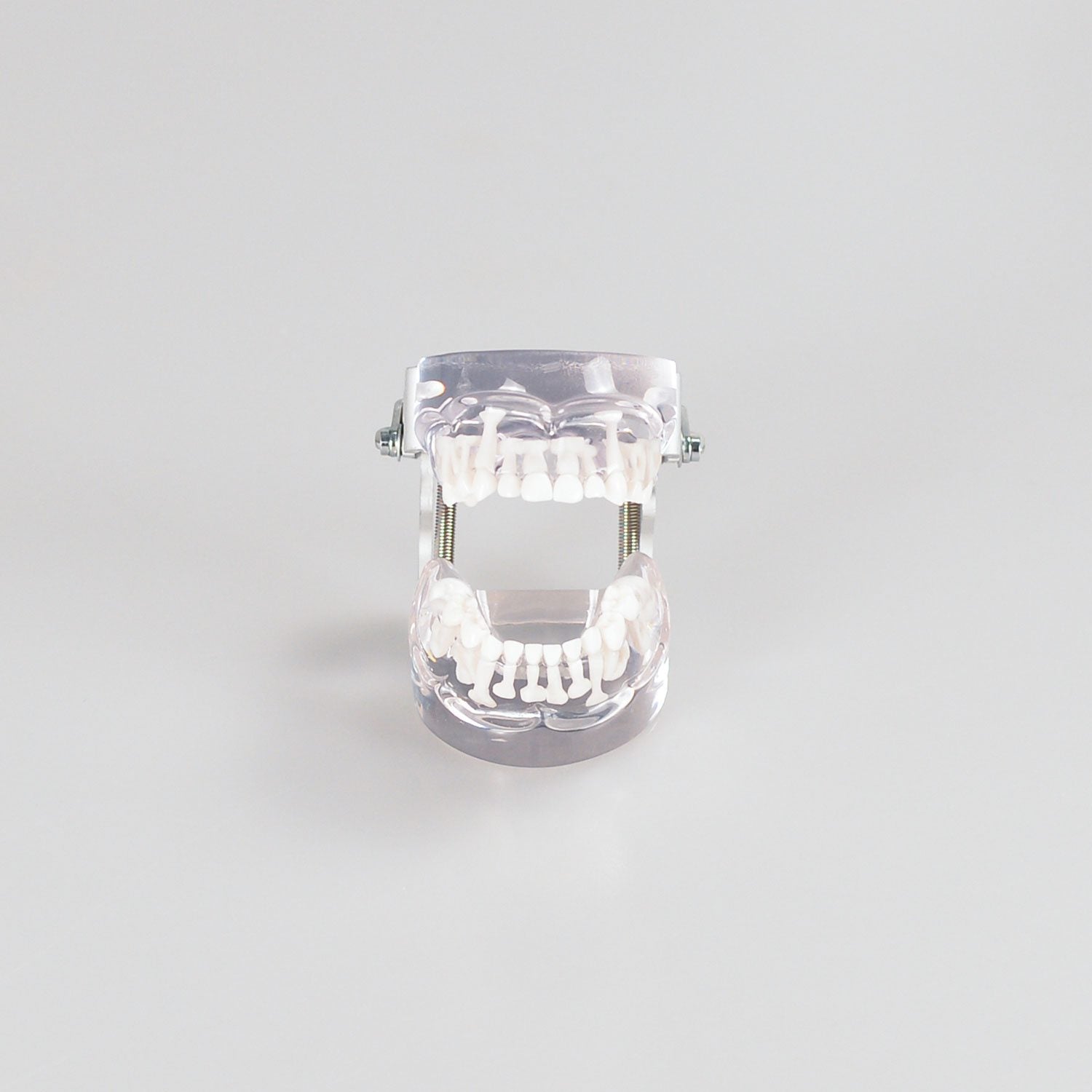 Tooth Model For Kids, Alternation Model Of Deciduous And Permanent Teeth