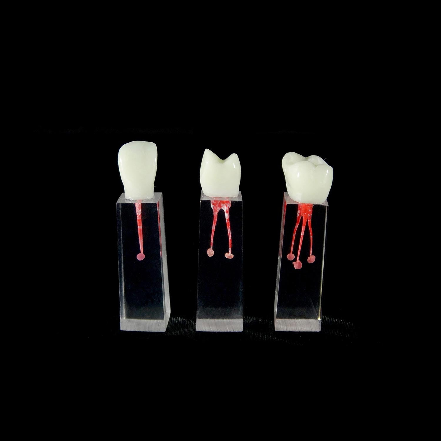 Dental Endo Root Canal Practice Block, Study Models Endodontic