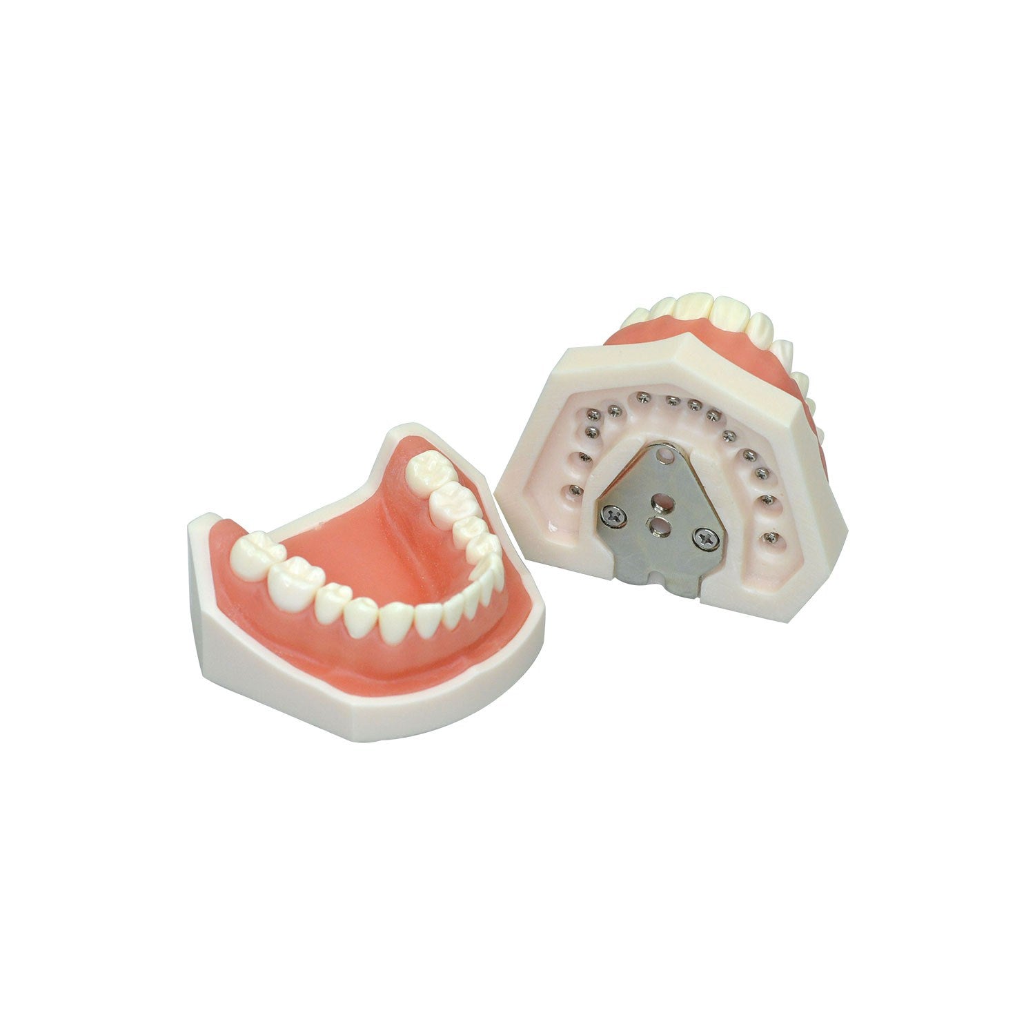 Dental Model Of Human Teeth, 28 Teeth Standard Preparation Tooth Model