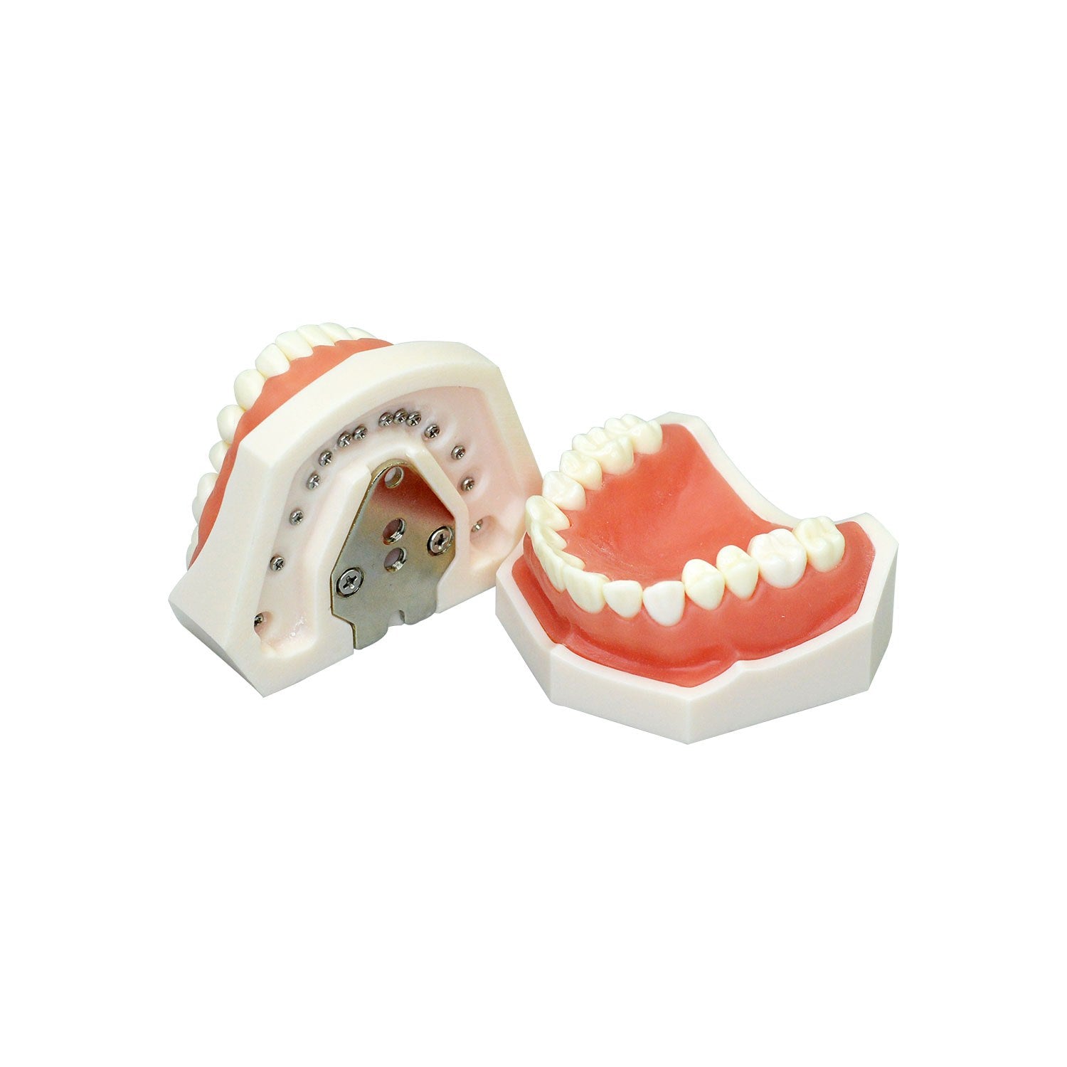 Dental Model Of Human Teeth, 28 Teeth Standard Preparation Tooth Model