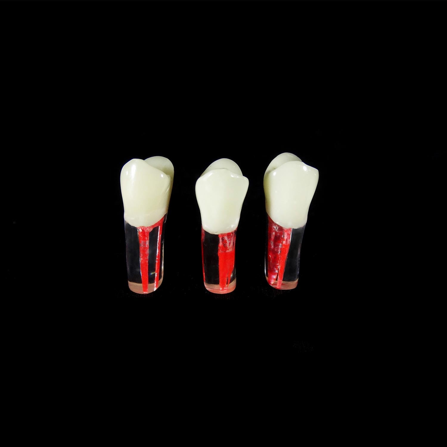 Dental Root Canal Model For Practice, Pulp-Opening Tooth Particles