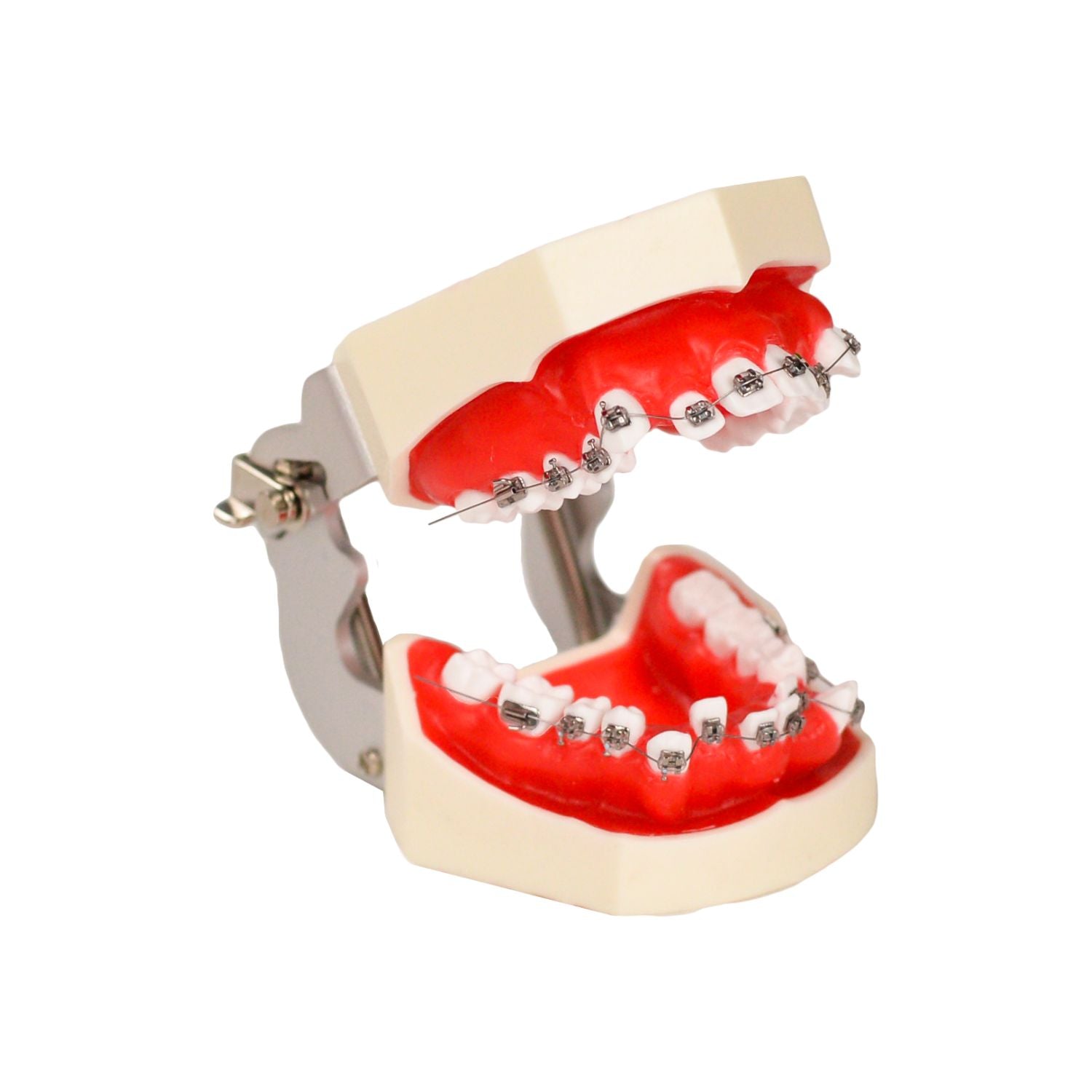 Dentalstudie-Zahnmodelle, Kieferorthopädie-Zahnpraxismodell mit Metallhalterung