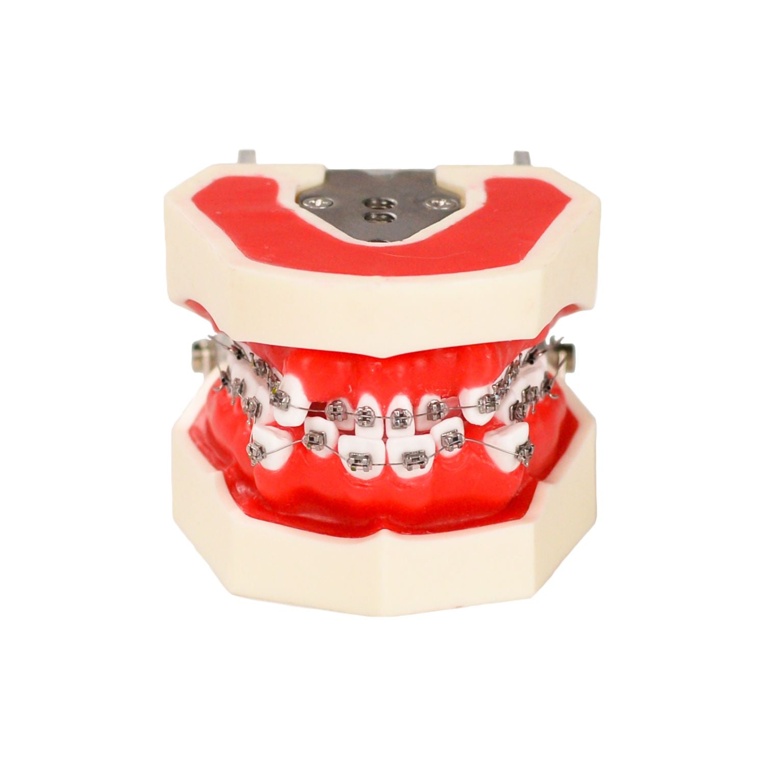 Modèles de dents d'étude dentaire, modèle de pratique des dents d'orthodontie avec support métallique