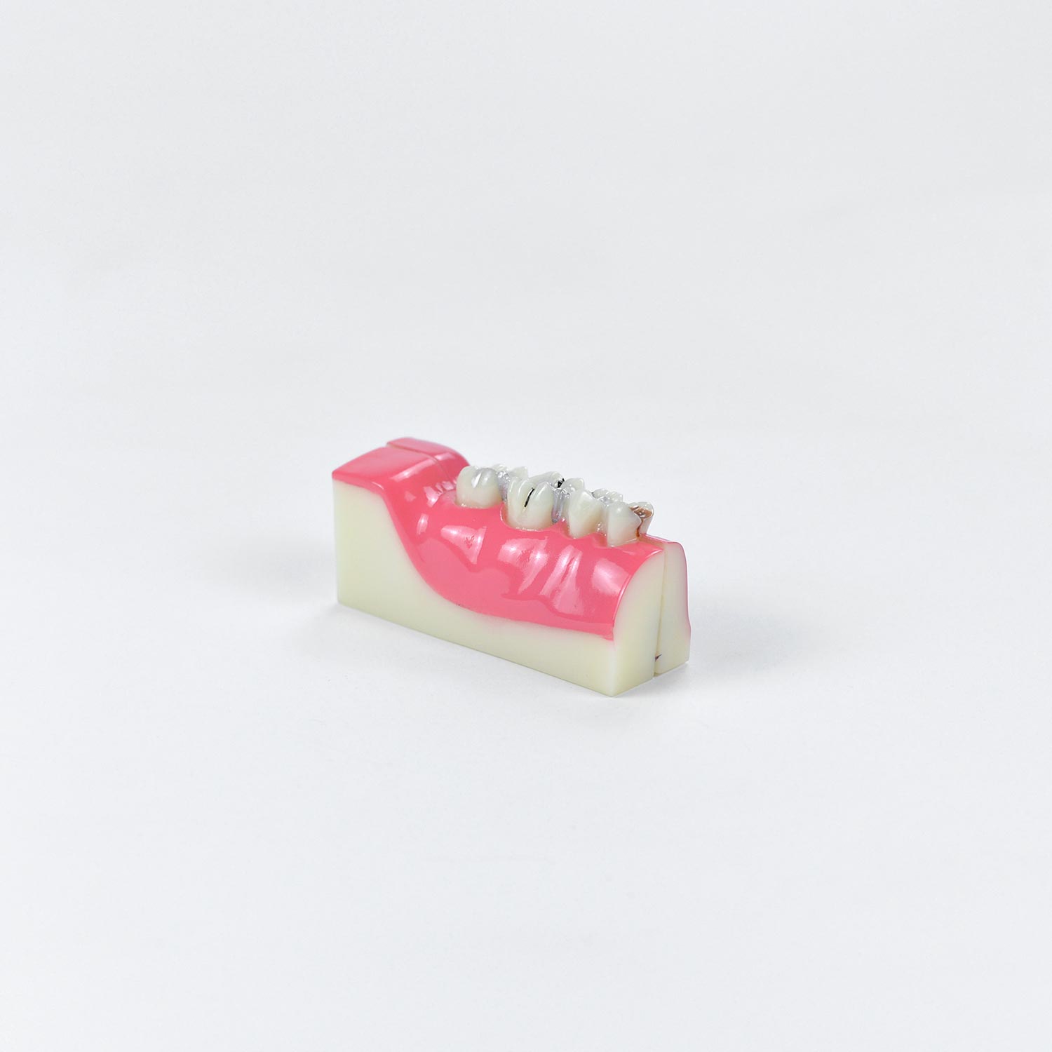 Dental Teeth Anatomy Model, Anatomical Model Of Right Lower Back Teeth