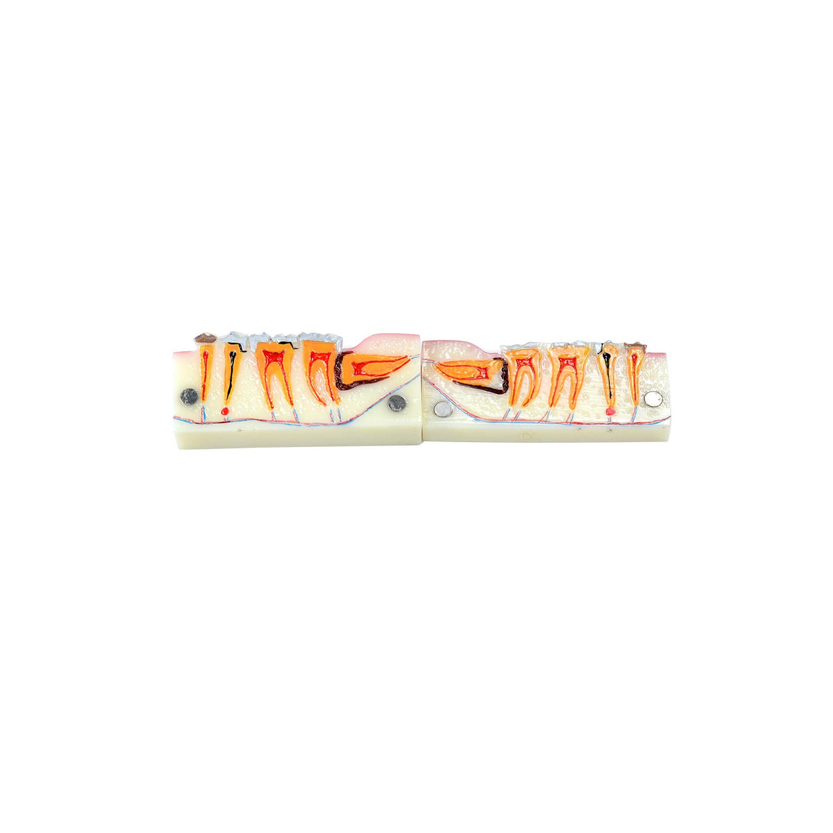 Dental Teeth Anatomy Model