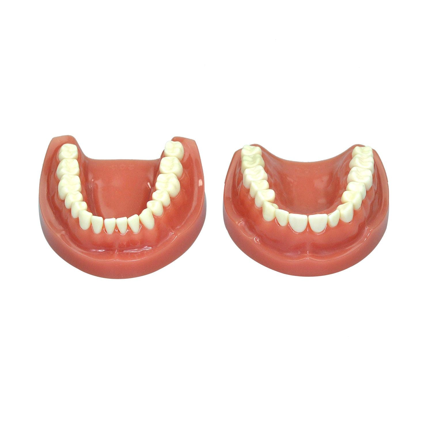 Dentist Teeth Model For Education, 32 Teeth Standard Prepared Teeth Model