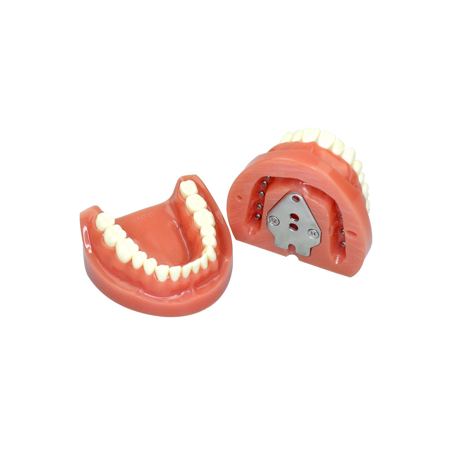 Dentist Teeth Model For Education, 32 Teeth Standard Prepared Teeth Model