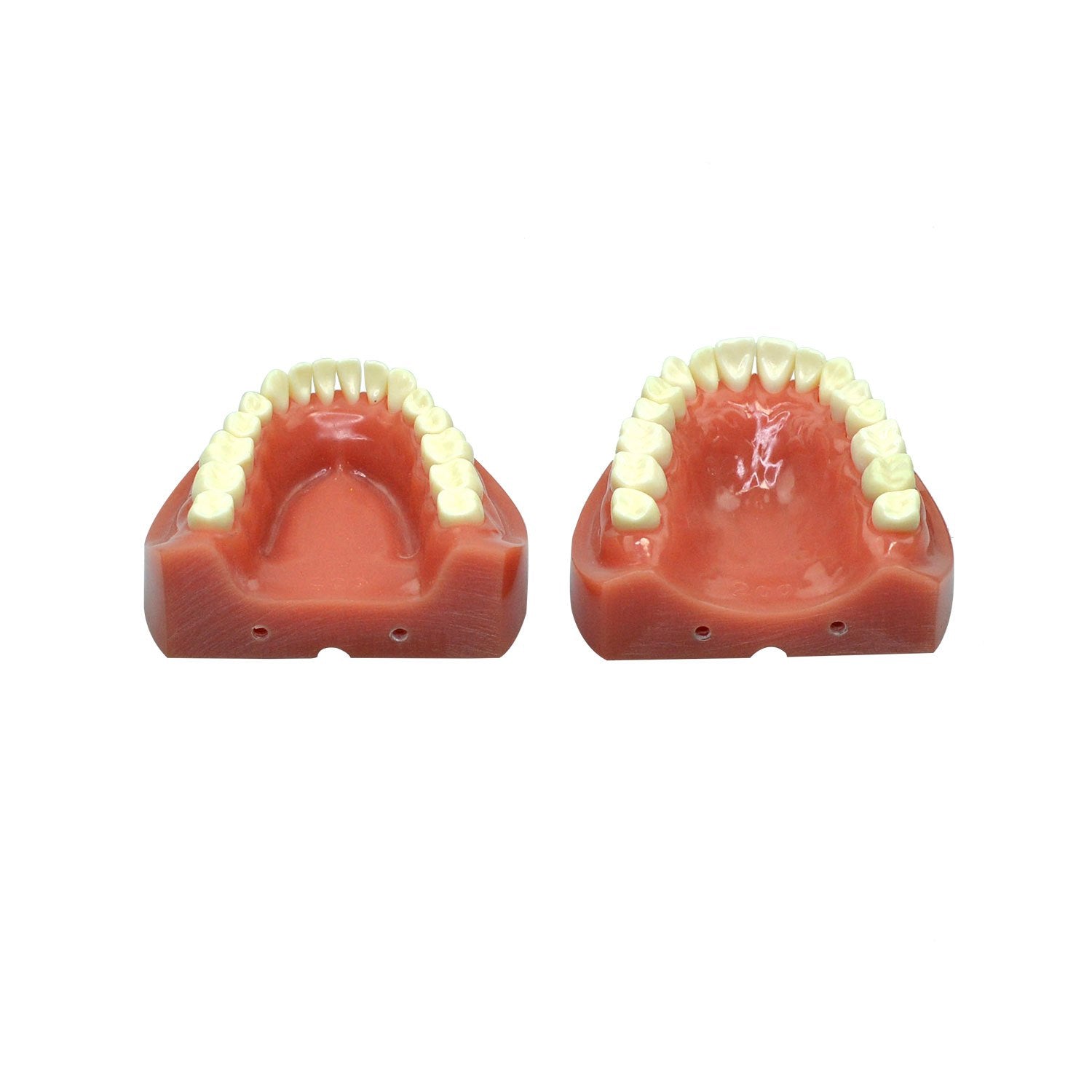 Dentist Teeth Model For Education, 32 Teeth Standard Prepared Teeth Model