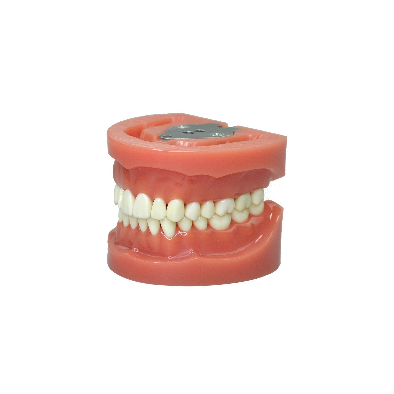 Dentist Teeth Model For Education, 32 Teeth Standard Prepared Teeth Model