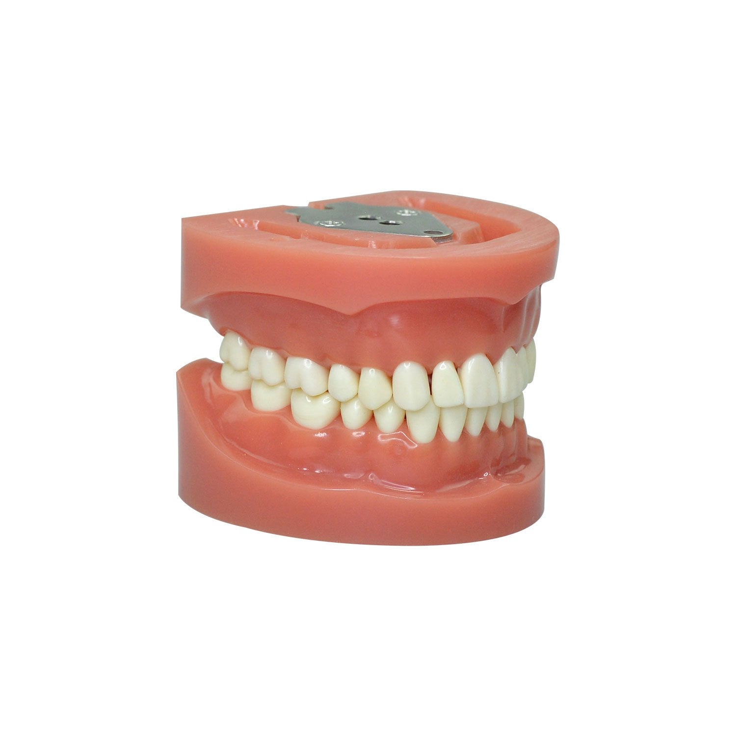 Dentist Teeth Model For Education, 32 Teeth Standard Prepared Teeth Model