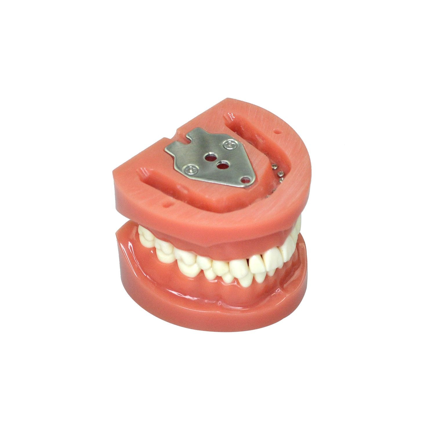 Dentist Teeth Model For Education, 32 Teeth Standard Prepared Teeth Model