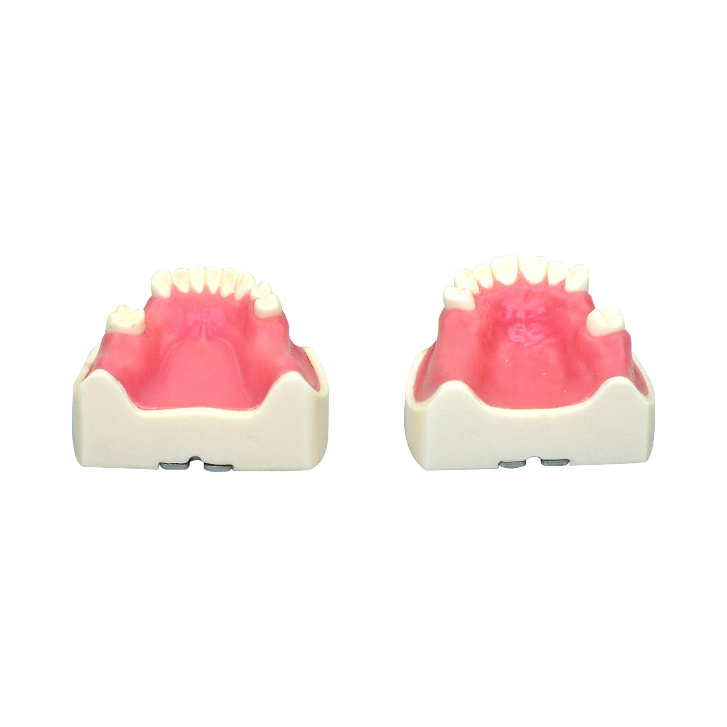 Implant Practice Model For Mandibular Jaw, Dental Implant Drilling Training Model