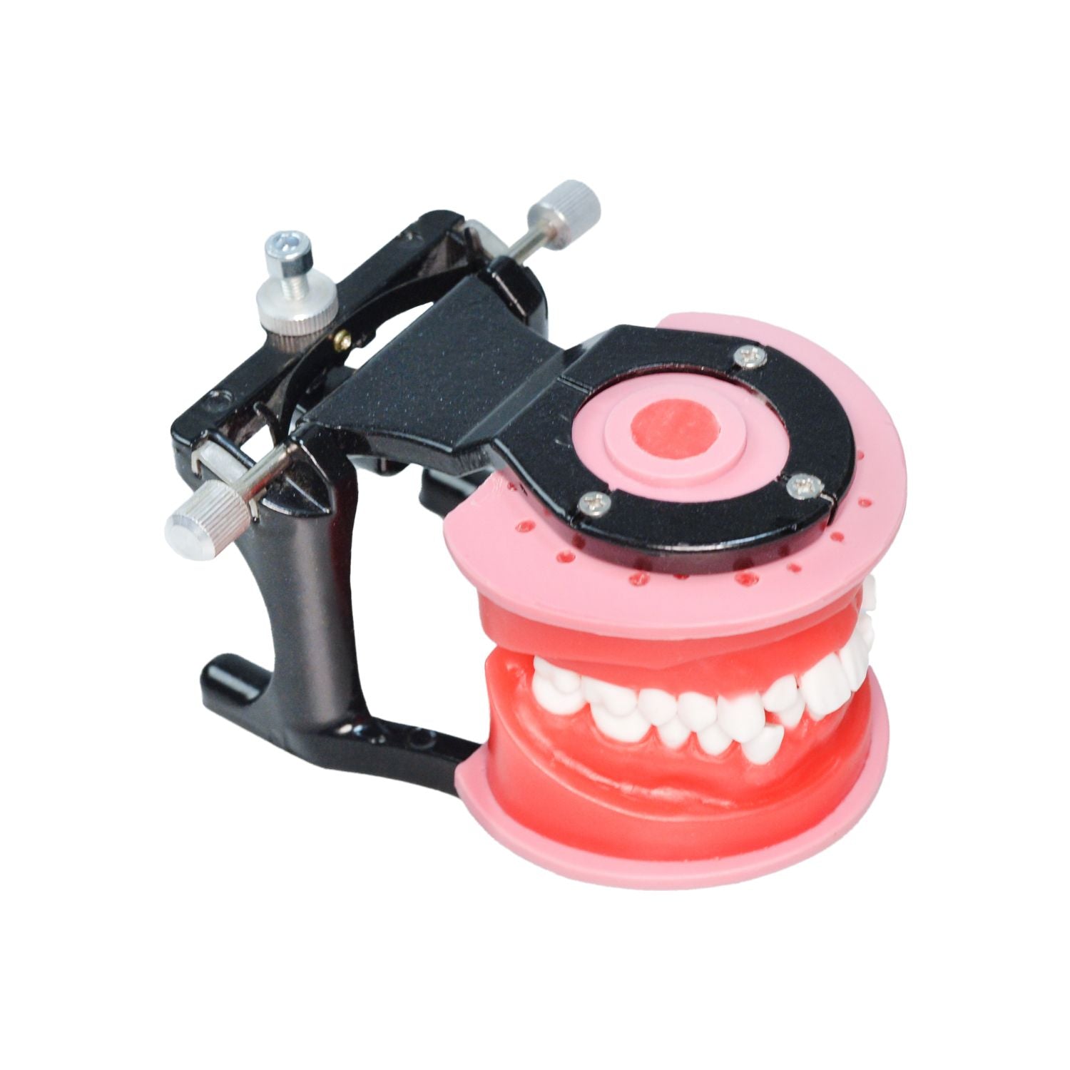 Orthodontic Study Tooth Models