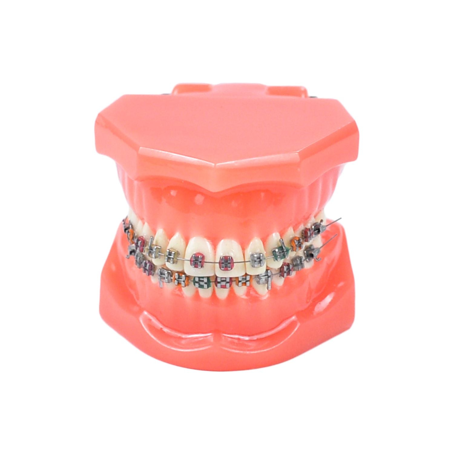 Orthodontics Teeth Demonstration Model, Dental Study Models With Metal Bracket