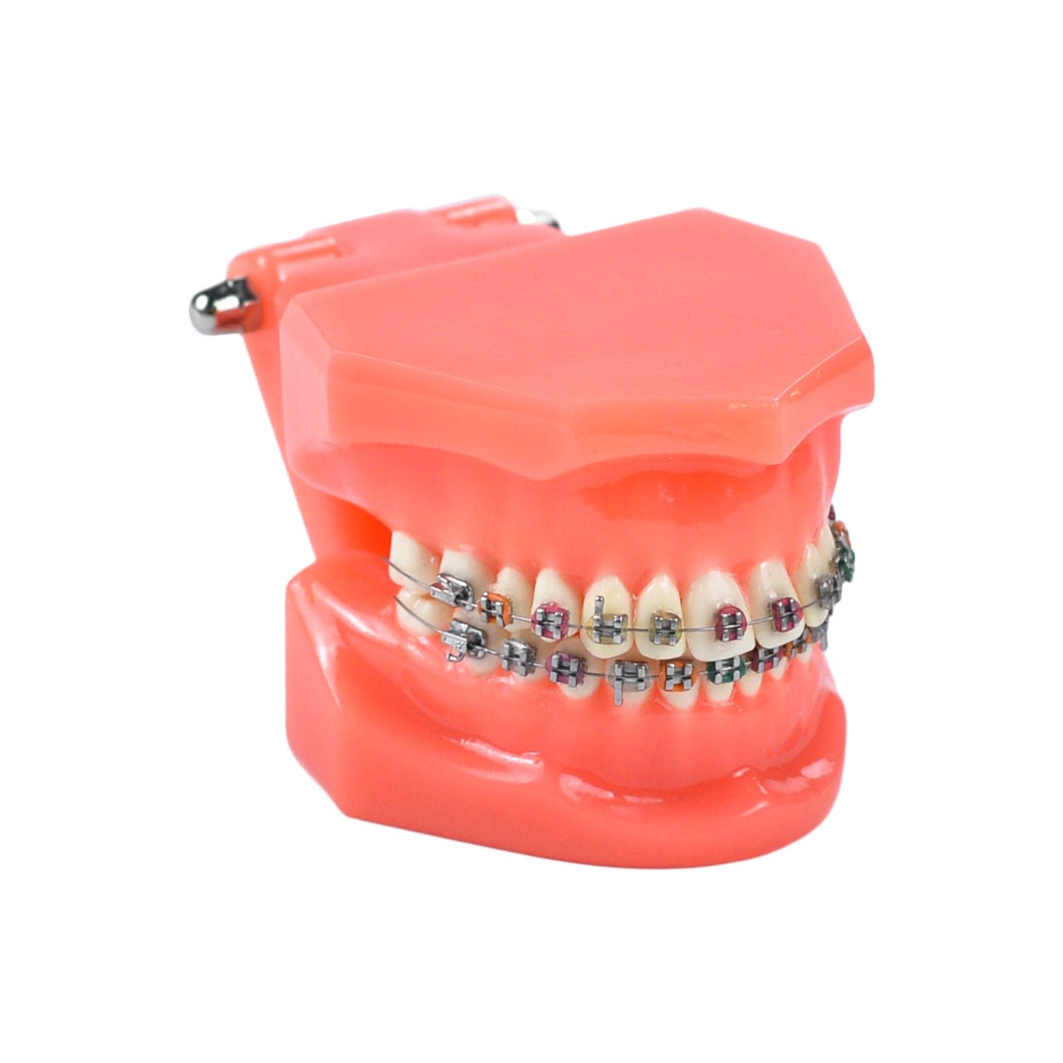 Modèle de démonstration de dents d'orthodontie, modèles d'étude dentaire avec support métallique