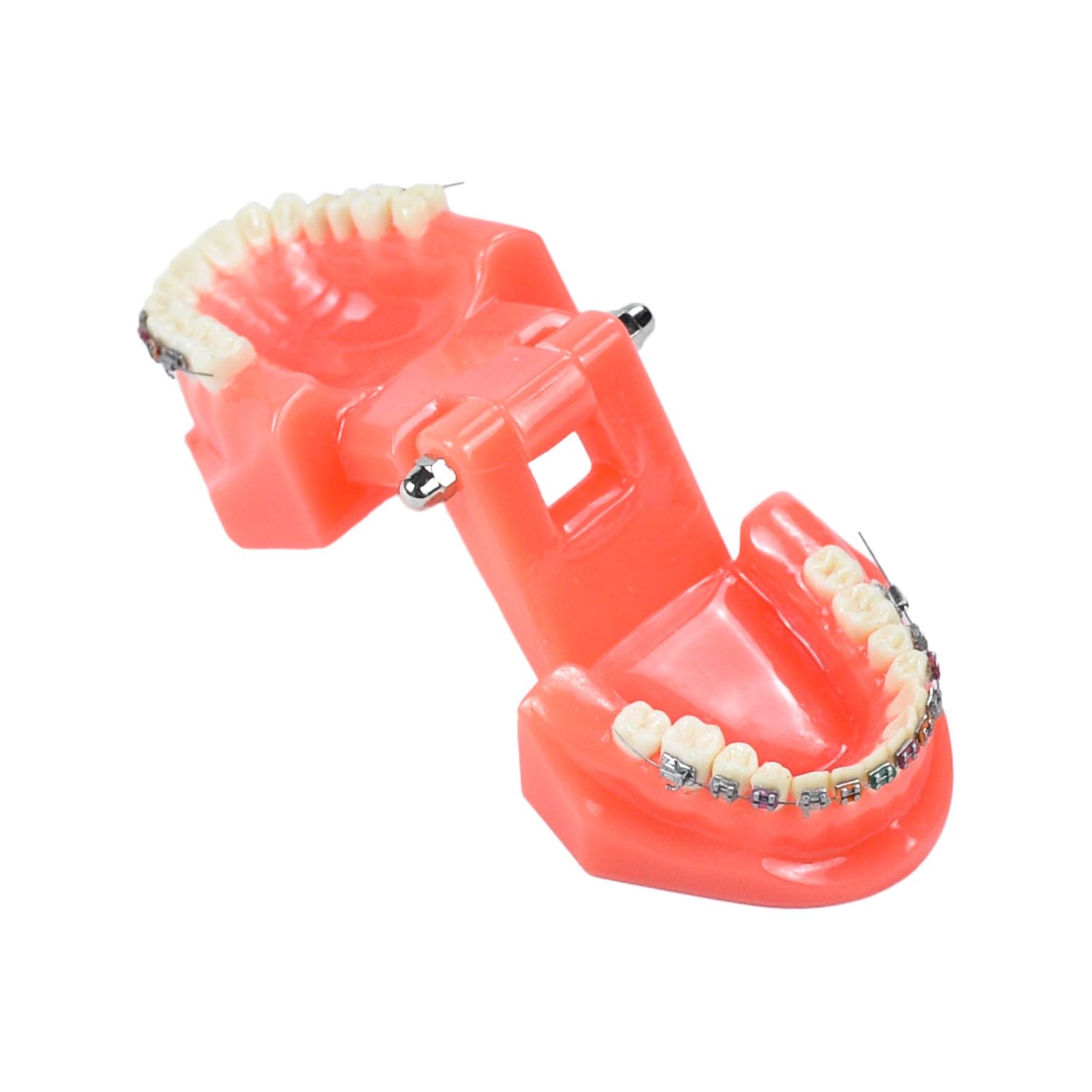 Orthodontics Teeth Demonstration Model, Dental Study Models With Metal Bracket